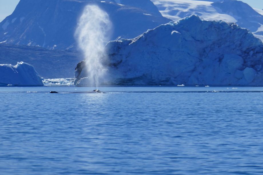 Wal in Grönland